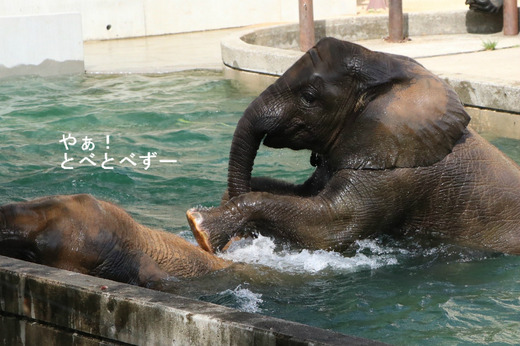 5歳になったアフリカゾウの子象の砥愛ちゃん(2013.6.1生まれ)