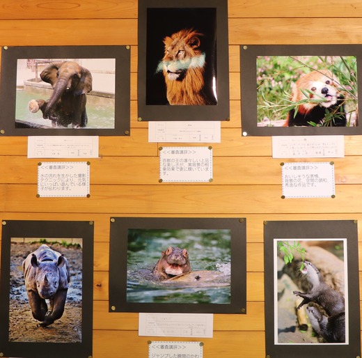 第１０回とべ動物園写真コンクール：上位入賞作品