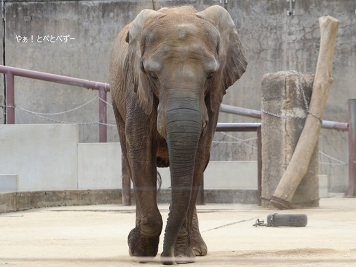 とべ動物園アフリカゾウ：媛ちゃん（メス、14歳）