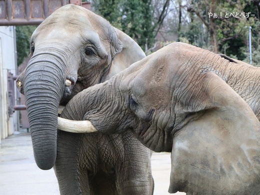 とべ動物園アフリカゾウの親子:リカ母さん、媛ちゃん
