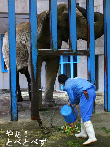 とべ動物園アフリカ象:アフ(父)、リカ(母)