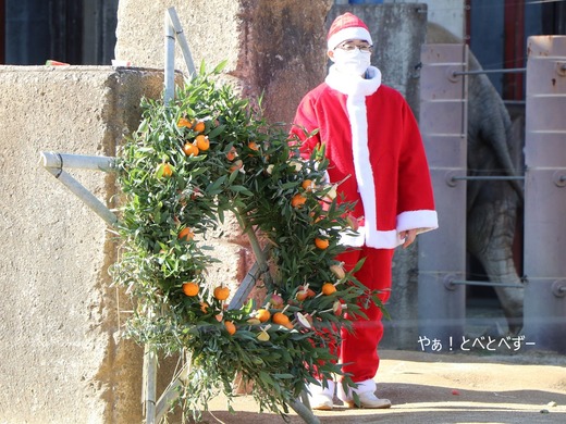 とべ動物園イベント:アフリカゾウにクリスマスリーズのプレゼント