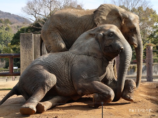 アフリカゾウ、アジアゾウ大好きブログ：やぁ！とべとべずー