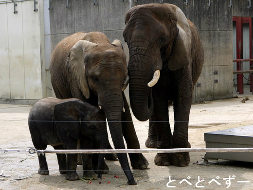 とべ動物園アフリカゾウの親子:リカ、媛、砥愛