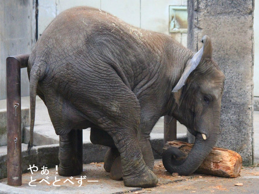 とべ動物園アフリカゾウ：媛ちゃん（メス、９歳）