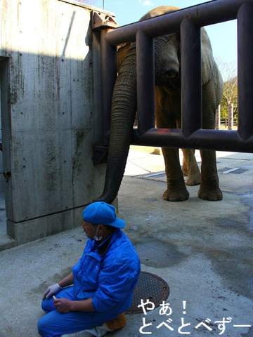 とべ動物園アフリカゾウ・レジェンド飼育員の椎名修さん