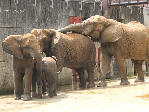 とべ動物園ブログ：やぁ！とべとべずー