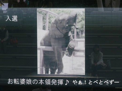 とべ動物園写真コンクール入選♪