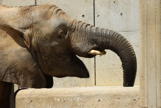 日本で唯一アフリカゾウの子象が見られる愛媛とべ動物園