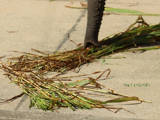 とべ動物園ブログ:砥愛、こころ、小夏、ピース