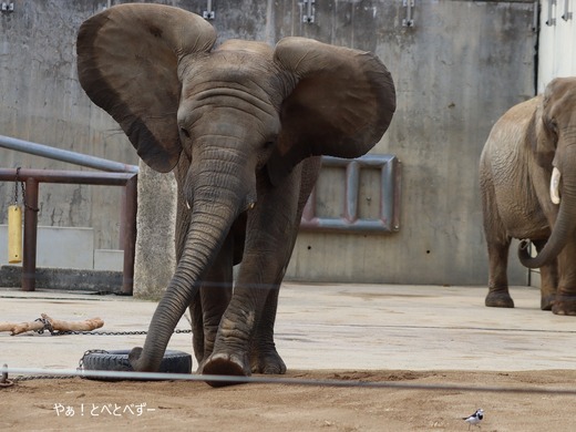 日本で唯一アフリカゾウの子象が見られる愛媛とべ動物園