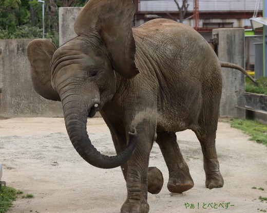 日本で唯一アフリカゾウの子象が見られる愛媛とべ動物園