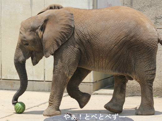 とべ動物園アフリカゾウ：砥愛ちゃん（メス、６歳）