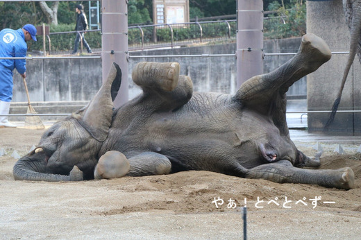 とべ動物園ブログ:砥愛、ティア、フー、ラフ、ピース