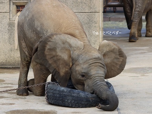 タイヤで遊ぶアフリカゾウの子ゾウの砥愛ちゃん