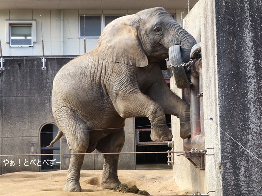 アフリカゾウ大好きブログ:やぁ!とべとべずー