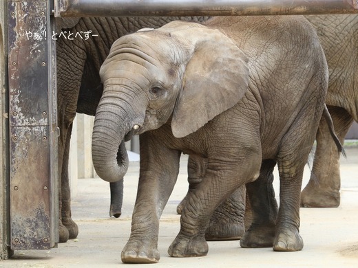 とべ動物園アフリカゾウのブログ：やぁ！とべとべずー