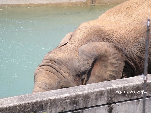 プールで遊ぶアフリカゾウの子象の砥愛ちゃん：愛媛県立とべ動物園