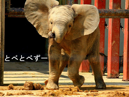昨年生まれたゾウの赤ちゃん:砥愛(とあ)ちゃんin とべ動物園