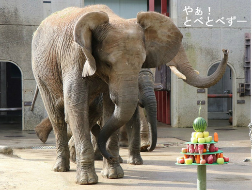 大好きな果物の突進する媛ちゃん