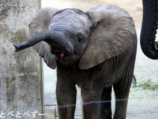 とべ動物園アフリカゾウの親子：昨年生まれた赤ちゃんゾウ砥愛ちゃん