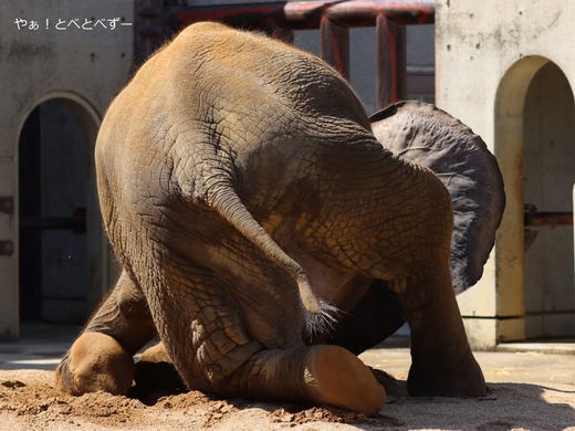 とべ動物園アフリカゾウ：砥愛ちゃん（メス、11歳）