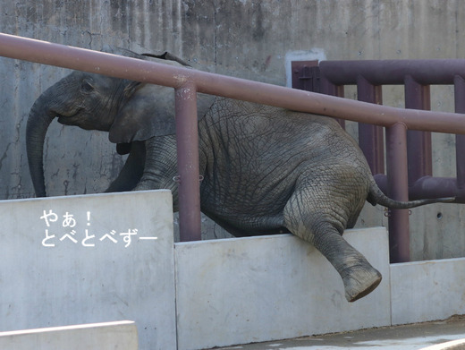 とべ動物園ブログ:やぁ!とべとべずー