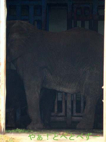 とべ動物園アフリカゾウ舎