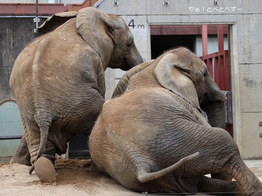 とべ動物園アフリカゾウの仲良し姉妹：媛、砥愛