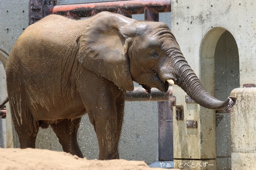 日本で最年少のアフリカゾウの子ゾウの砥愛＠愛媛とべ動物園
