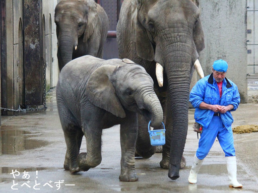とべ動物園アフリカゾウの芸:砥愛ちゃんバケツ