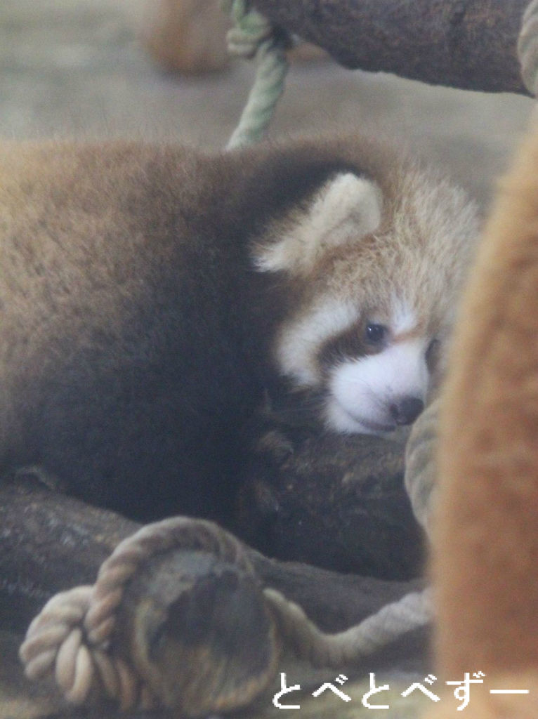 臨時増刊号 レッサーパンダ カンガルー アシカ コツメカワウソの赤ちゃん やぁ とべとべずー与茂駄 よもだ くあとろ とべ動物園で暮らすアフリカゾウのブログ 臨時増刊号 レッサーパンダ カンガルー アシカ コツメカワウソの赤ちゃん やぁ とべとべずー与茂駄 よもだ くあとろ とべ動物園で暮らすアフリカゾウのブログ