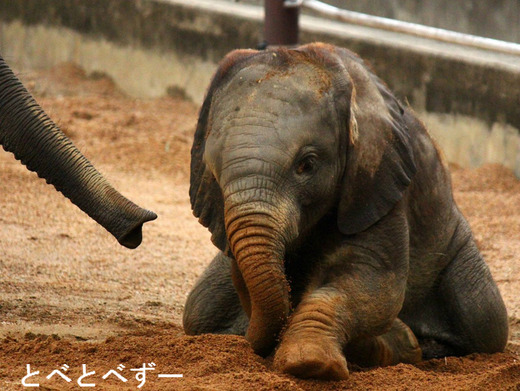 とべ動物園アフリカゾウのブログ：やぁ！とべとべずー与茂駄くあとろ