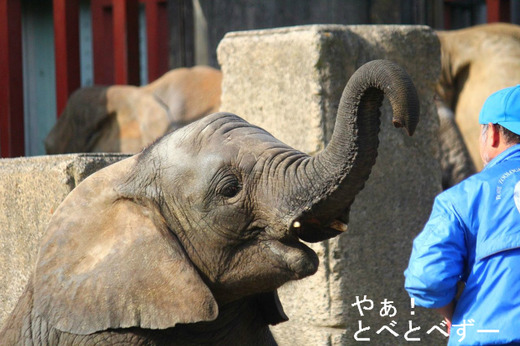 とべ動物園アフリカゾウのブログ：やぁ！とべとべずー