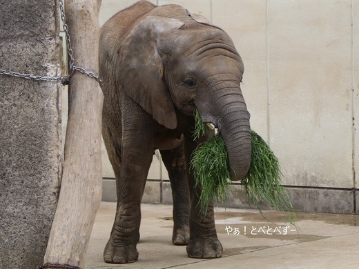 アフリカゾウ、アジアゾウ大好きブログ：やぁ！とべとべずー