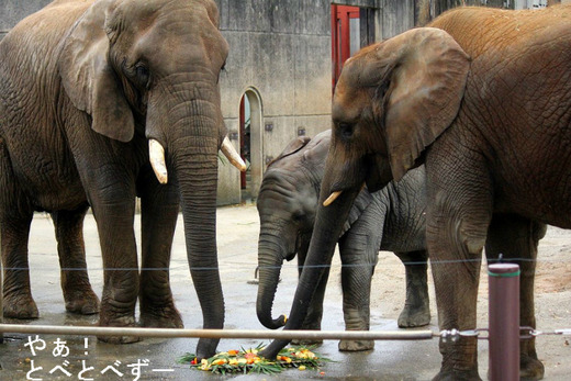 日本で唯一アフリカゾウの親子が暮らす愛媛とべ動物園