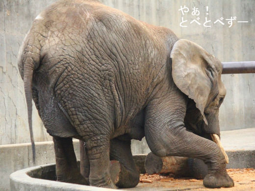 多摩動物公園アフリカゾウの砥夢くんのお母さん象のリカさん