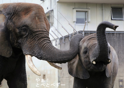 リカ母さん、砥愛ちゃん:あら、ご挨拶上手にできたわね♪