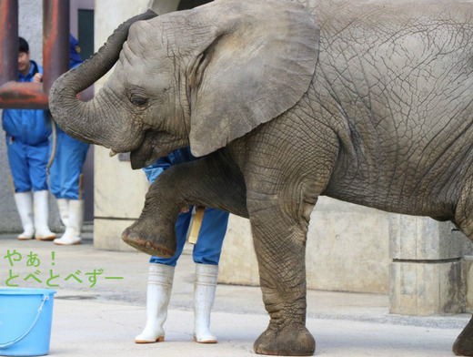 とべ動物園アフリカゾウの