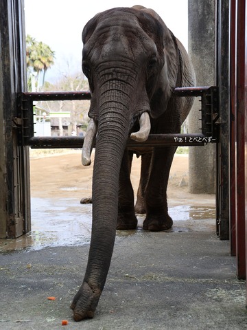 とべ動物園アフリカゾウ：リカ（メス、推定４０歳）