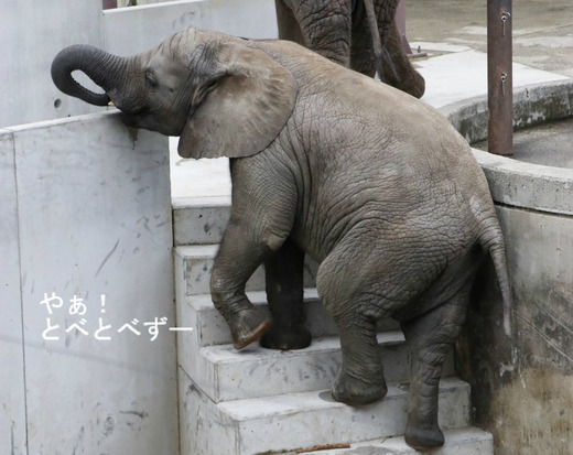 とべ動物園アフリカゾウ