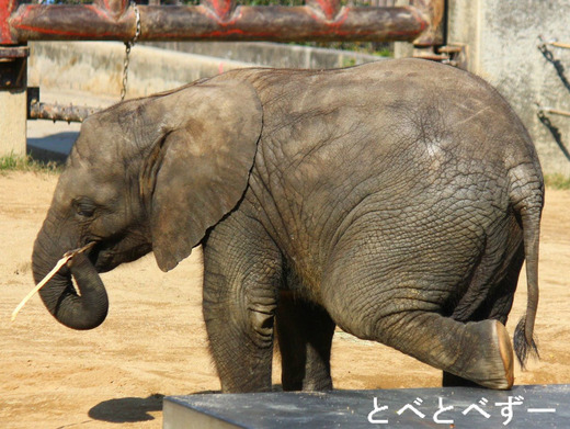 とべ動物園アフリカゾウ：次女・砥愛（とあ）