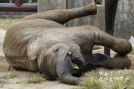 とべ動物園アフリカゾウ