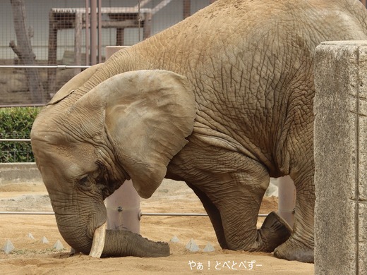 とべ動物園アフリカゾウ：アフ、リカ、媛、砥夢、砥愛