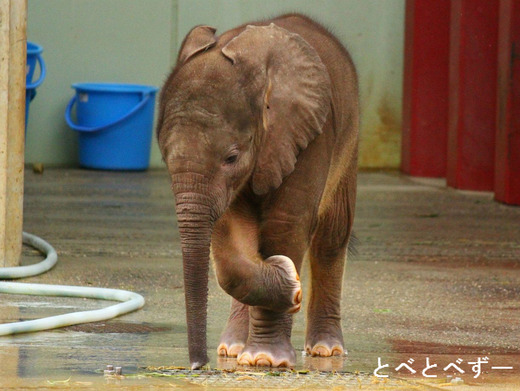 アフリカゾウの赤ちゃん:砥愛(とあ)ちゃんに会って来た