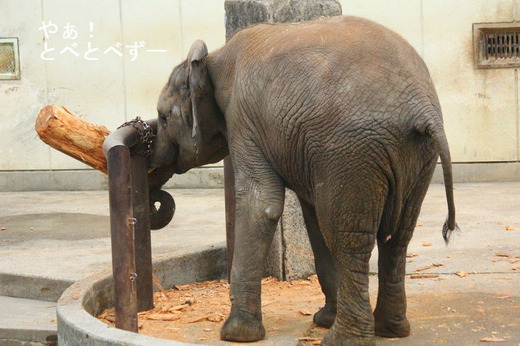 アフリカゾウ、アジアゾウ大好きブログ：やぁ！とべとべずー