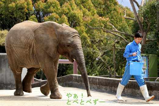 とべ動物園ブログ:やぁ!とべとべずー