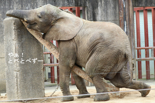 とべ動物園アフリカゾウのブログ：やぁ！とべとべずー
