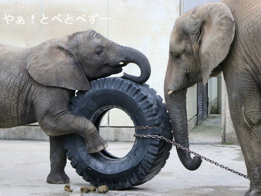 とべ動物園ブログ：やぁ！とべとべずー