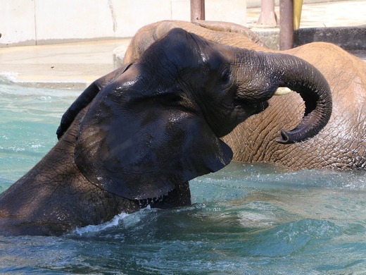 とべ動物園アフリカゾウ:砥愛ちゃん(メス、11歳)